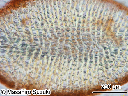 ヘラヤハズ Dictyopteris prolifera